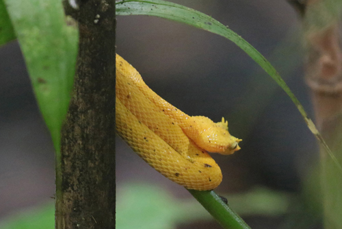 Eyelash Viper